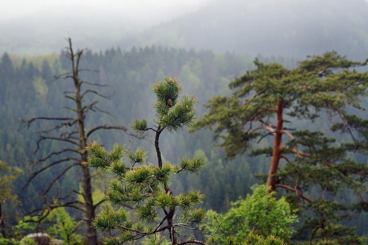 Diversification Is Just a Forest: Lessons from Old-Growth Ecosystems