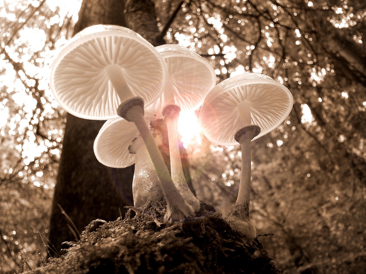 The Forest Floor Teaches Compound Interest
