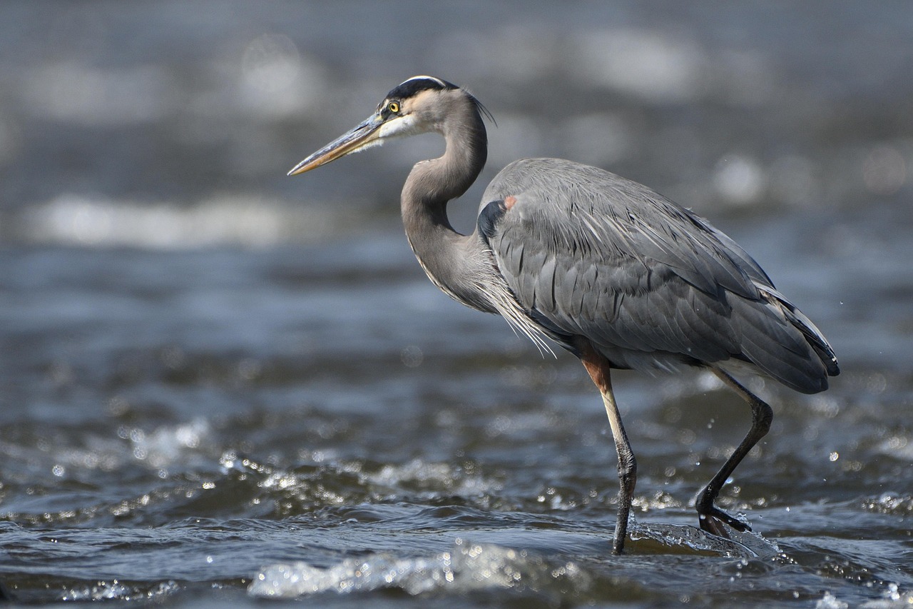 The Heron's Patience: Why Waiting Is a Financial Superpower