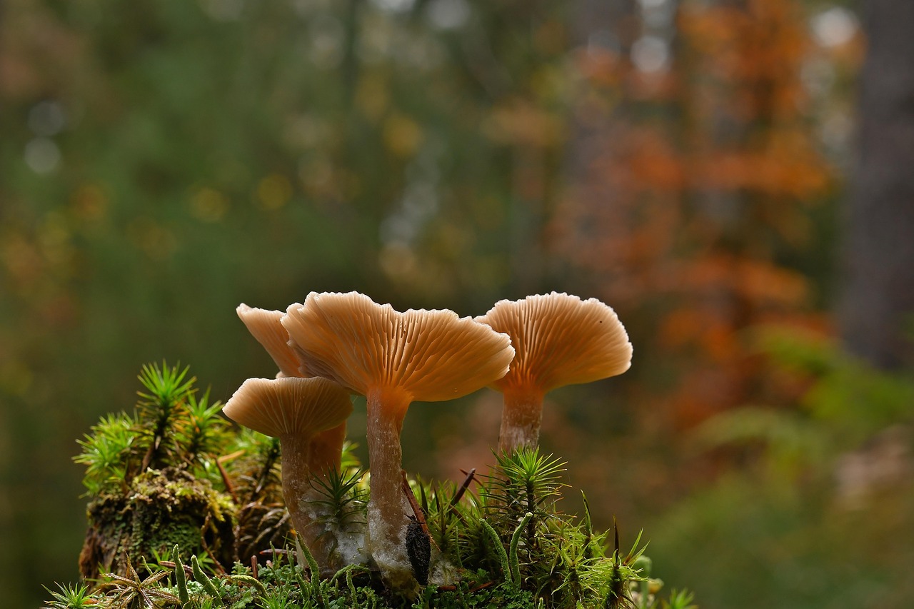 The Mushroom Principle: Grow Money in the Dark