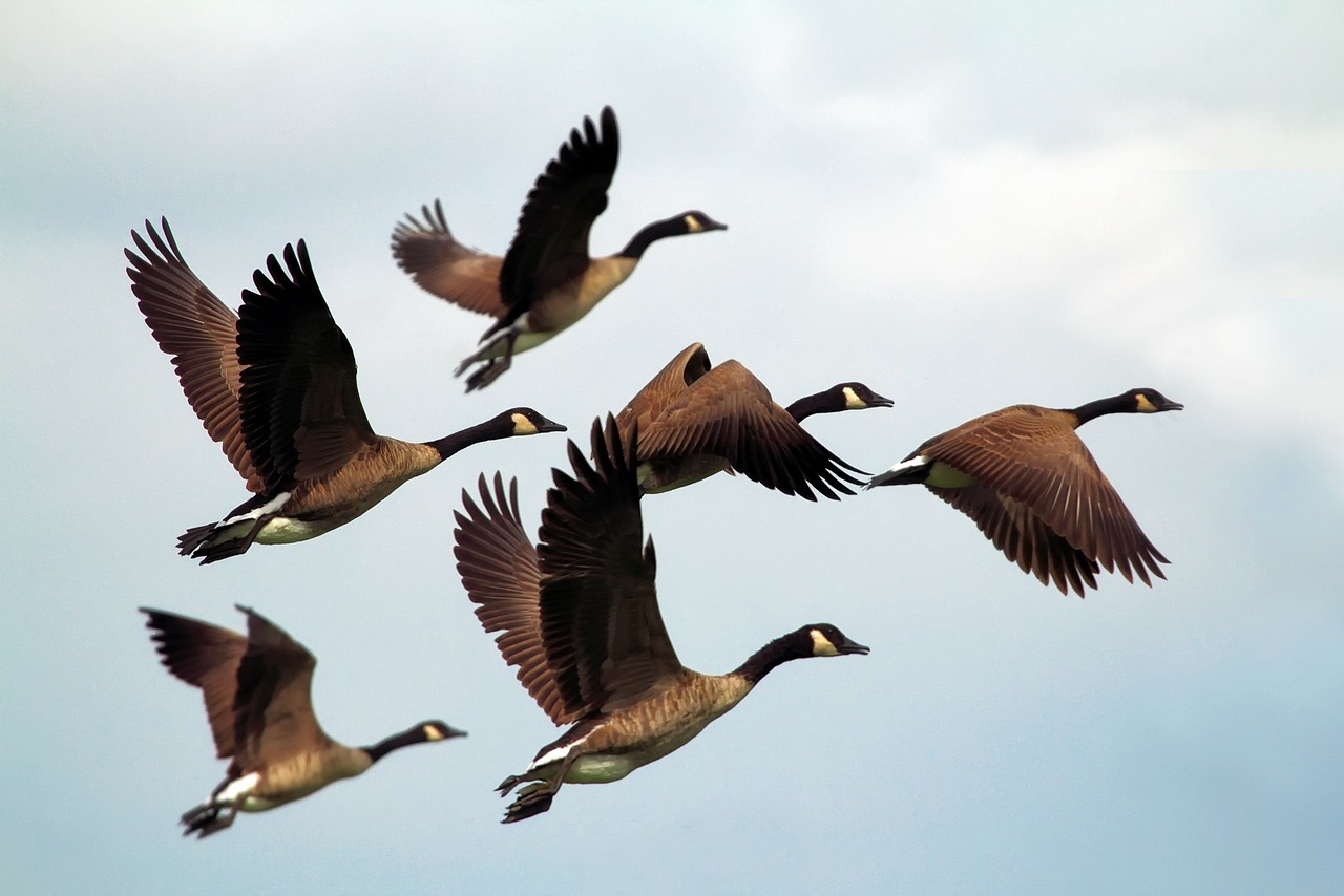 What Geese Know About Debt That We Forget